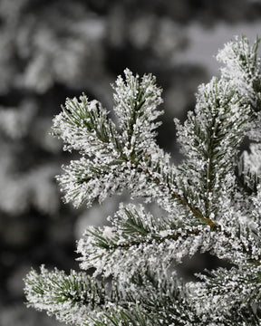 Árvore de Natal - Yukon Neve + 700 LEDS